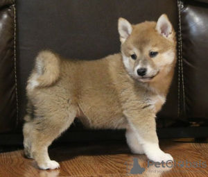 Photo №1. shiba inu - for sale in the city of Texas City | 300$ | Announcement № 42172