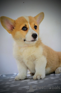 Photo №4. I will sell welsh corgi in the city of Kragujevac. breeder - price - negotiated