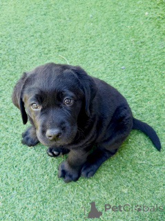 Photo №2 to announcement № 177478 for the sale of labrador retriever - buy in France private announcement
