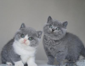 Photo №1. british shorthair - for sale in the city of Dresden | 250$ | Announcement № 156226