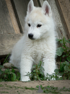 Photo №1. siberian husky - for sale in the city of Belgrade | negotiated | Announcement № 127495