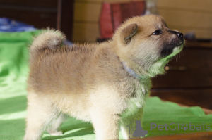 Photo №2 to announcement № 7195 for the sale of akita - buy in Ukraine private announcement, breeder