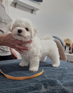 Additional photos: Bichon Friesian puppies