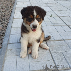 Photo №2 to announcement № 161539 for the sale of australian shepherd - buy in Germany private announcement