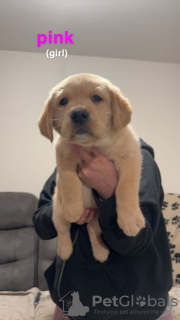 Photo №3. Beautiful Golden Labrador puppies (Fully Vaccinated). United Kingdom