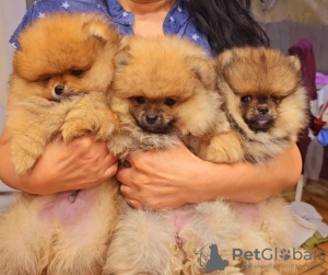 Photo №2 to announcement № 127834 for the sale of pomeranian - buy in Serbia breeder