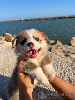 Additional photos: I sell Pembroke corgi puppies