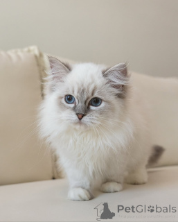 Photo №1. ragdoll - for sale in the city of ALAVUS | 516$ | Announcement № 164177