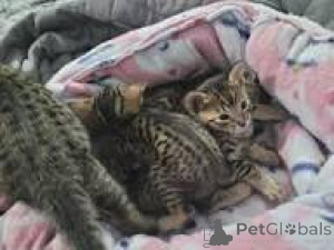 Photo №1. savannah cat - for sale in the city of Brussels | 516$ | Announcement № 172716