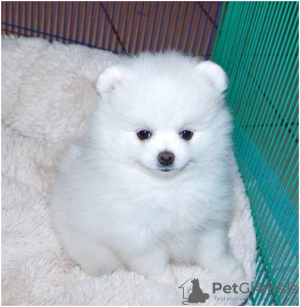 Photo №2 to announcement № 11044 for the sale of pomeranian - buy in Saudi Arabia private announcement