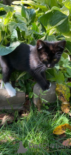 Photo №3. Electrobroom is a black and white kitten.. Russian Federation