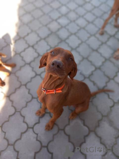 Photo №2 to announcement № 121761 for the sale of vizsla - buy in Serbia 