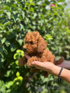 Additional photos: Red poodle