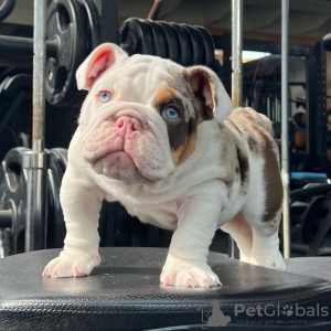 Additional photos: Available English Bulldogs puppies for sale.