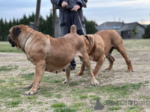 Photo №4. I will sell boerboel in the city of Belgrade. breeder - price - negotiated