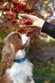 Additional photos: Cavalier King Charles Spaniel