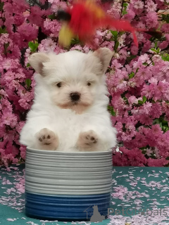 Photo №1. maltipu - for sale in the city of Irkutsk | 507$ | Announcement № 142482