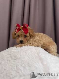 Additional photos: Terminovo girl Maltipoo f1 min, delivery, bargaining, maltipoo f1