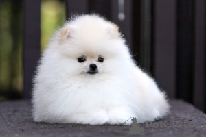 Additional photos: Pomeranian puppies