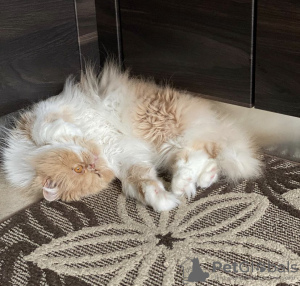 Photo №2 to announcement № 55584 for the sale of persian cat - buy in United States 