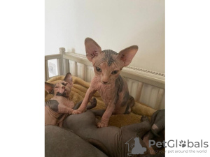 Photo №1. sphynx cat - for sale in the city of Dubai | Is free | Announcement № 17428