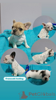 Photo №1. french bulldog - for sale in the city of Belgrade | negotiated | Announcement № 118847