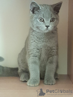 Photo №1. british shorthair - for sale in the city of Rzeszów | 505$ | Announcement № 68962