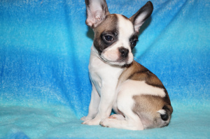 Additional photos: french bulldog boys