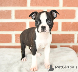 Photo №1. boston terrier - for sale in the city of Dundalk | negotiated | Announcement № 158227
