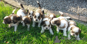 Additional photos: Beautiful Shih tzu puppies