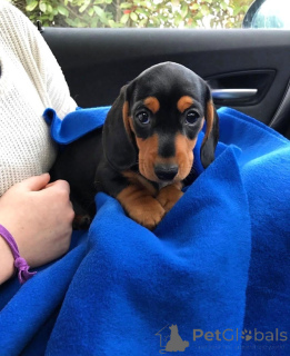 Photo №1. dachshund - for sale in the city of Milan | negotiated | Announcement № 137330