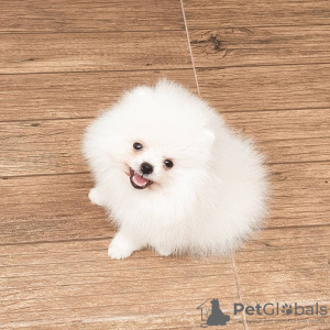 Additional photos: Playful Pomeranian puppies