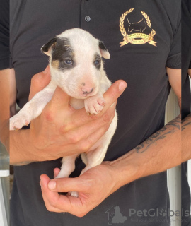 Photo №2 to announcement № 106260 for the sale of bull terrier - buy in Serbia breeder