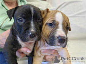 Additional photos: Amstaff puppies