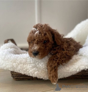 Photo №1. labradoodle, labrador retriever - for sale in the city of Zagreb | 475$ | Announcement № 88366