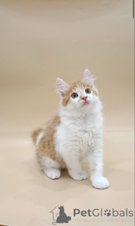 Photo №2 to announcement № 146000 for the sale of kurilen bobtail - buy in Poland private announcement, from nursery, breeder