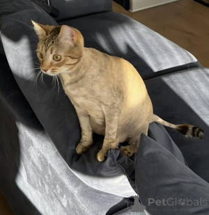 Photo №4. I will sell  in the city of Minsk. private announcement - price - Is free