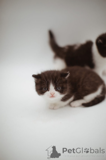 Photo №1. persian cat - for sale in the city of Essingen | 226$ | Announcement № 144556