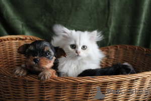 Photo №2 to announcement № 84031 for the sale of yorkshire terrier - buy in United States private announcement