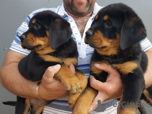 Photo №3. Rottweiler puppies. Latvia