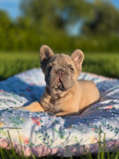 Photo №2 to announcement № 150657 for the sale of french bulldog - buy in Germany from the shelter, breeder