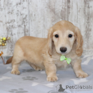 Photo №1. dachshund - for sale in the city of Berlin | 826$ | Announcement № 170885