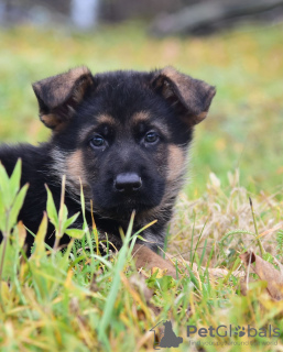 Photo №1. german shepherd - for sale in the city of Minsk | 113$ | Announcement № 76632