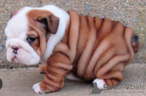 Photo №1. english bulldog - for sale in the city of Stockholm | negotiated | Announcement № 113167