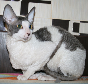 Photo №3. Cute Cornish Rex Kittens Currently Available. Bulgaria
