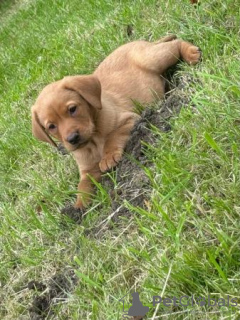 Photo №3. Stunning litter of KC Reg Fox Red Labs Ready Now. United States