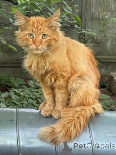 Photo №1. non-pedigree dogs - for sale in the city of Moscow river | Is free | Announcement № 159004
