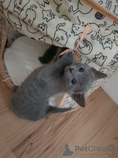 Photo №1. russian blue - for sale in the city of Helsingby | 338$ | Announcement № 72829