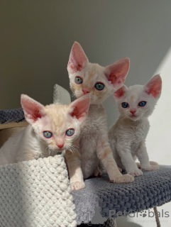 Photo №1. devon rex - for sale in the city of Big Bend | negotiated | Announcement № 164267