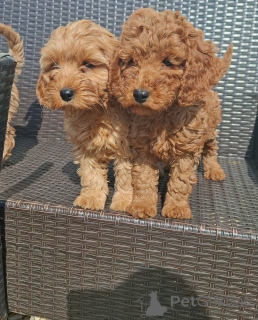 Photo №2 to announcement № 148559 for the sale of cavalier king charles spaniel - buy in Germany breeder